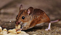 24 Hour & Emergency Exterminators in Haymarket, VA
